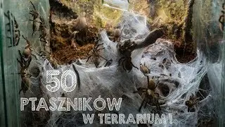 50 PTASZNIK&Oacute;W W JEDNYM TERRARIUM / KARMIMY GRUP&Oacute;WKĘ M.BALFOURI