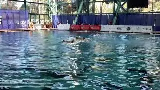 Milwaukee Synchro Sirens @MichellePerri-e4p