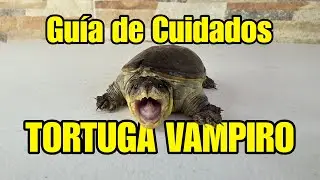 TORTUGA VAMPIRO - GUÍA COMPLETA DE CUIDADOS