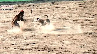 Grayhound Coursing Race Round 1(30) Dors Phalia Club 21 Jan 2025