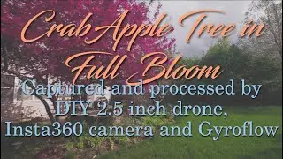 Seeing is Believing: Insta360 SMO Camera Image Quality Test // Crabapple Tree in Full bloom!!!