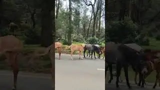 🐴💙Ooty to Gudalur🍃#ootyhills #bikeride #peaceofmind