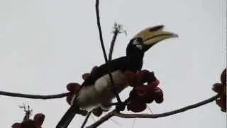 Oriental Pied Hornbill (Anthracoceros albirostris)
