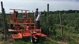 Work Platform - Tree training 2nd leaf trees 1