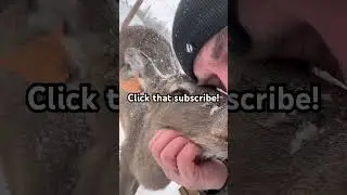 Support us as we build a great channel here!! #deer