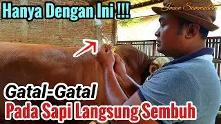 Pengobatan Sapi Gatal-Gatal (SCABIES)