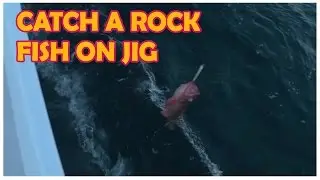 How to catch a Rock Fish on a jig by Dan Hernandez | SPORT FISHING