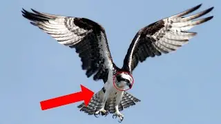 ASI SER&Iacute;A NUESTRA VISION SI TUVI&Eacute;RAMOS LOS OJOS DE UN &Aacute;GUILA 😱