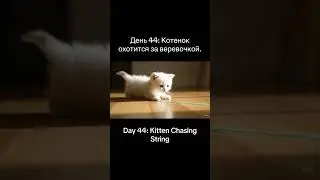 День 44: Котенок охотится за веревочкой. Day 44: Kitten Chasing String