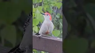 Poor Woodpecker Pecked On A Hard Place - Iron Beam