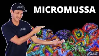 Top Shelf Aquatics' Coral Care Series - Micromussa
