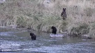 Chilkoot River Corridor Bears Speedy and Cubs