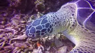 Dive Gili Islands | PADI Dive Course | Dive South Gilis