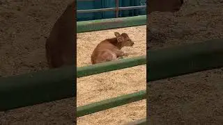 Adorable Baby Calf at the NC State Fair in Raleigh #shorts #animals #fair