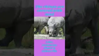 Cute💞💞 and Funny Rhino Videos Compilation,🦏🦏 _|#2|#short