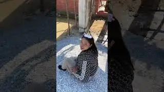 （1390）牛牛阿娜日常生活 给媳妇建房了快来看