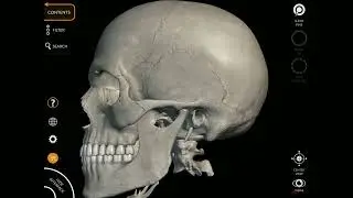 Anatomy for Everyone - The Skeleton 3D Animation App