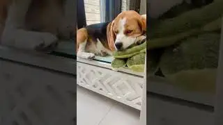 Cute beagle behaviour overdose