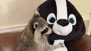 Raccoon’s new toys #follow #animal #wildlife #raccoon #fyp #trending #love #cute #share #toys #kevin