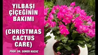Yılbaşı Çiçeği Bakımı ve Çoğaltma, Christmas Cactus Care and Propagation