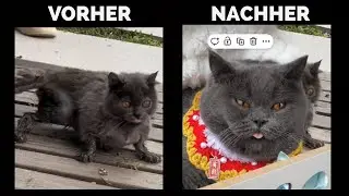 Diese Katze konnte kaum laufen – was dann geschah, verändert alles
