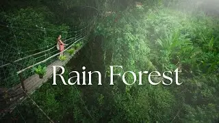 Rainforest Sounds Woodpecker Bird & Gentle Drips | White Noise for Sleep, Focus & Relaxation 3 Hours
