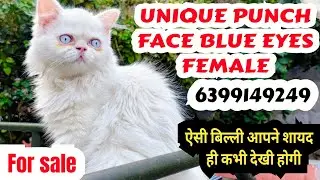 ❤️PUNCH FACE BLUE EYES FEMALE FOR SALE#persiancat #cat #kitten #pets #youtube #trending #viral