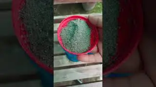 Before & After: Wood Ash on Chili Plant #Gardening #ChiliPlant #WoodAsh #fertilizer