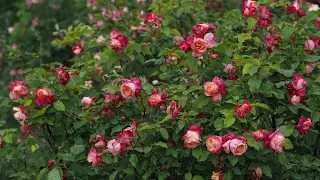 4K HDR - Rosette Delizy, a swan song to the old tea rose era