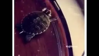 Turtle dabbs like a boss all day everyday