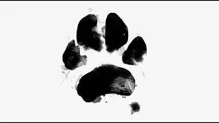 Every dog has his day