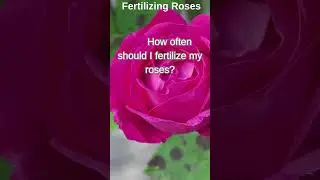 When To Fertilize Roses?