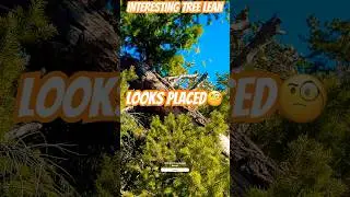 Interesting Tree Lean #bd4200 #explore #bigfooting
