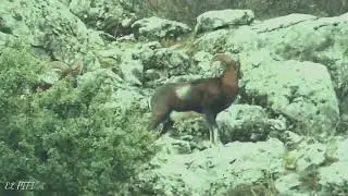 Oto&ntilde;o 2022. Muflones y Muflonas.    Sierra de Segura. JAEN.