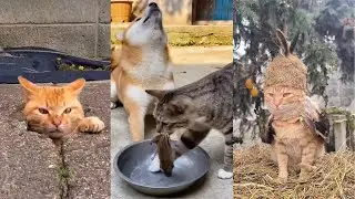 Funny Moments of Cats | Funny Video Compilation - New Funny Cats Moments 😸盤點貓咪搞笑場面