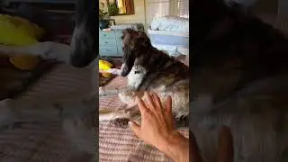 Risking it all for you BONUS: if you can name this song #borzoi #dogsofyoutube #dogs #borzoimeme
