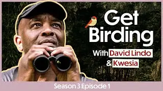Urban Birdwatching with Kwesia, David Lindo, Nemone & More! | Get Birding Podcast S3 E1
