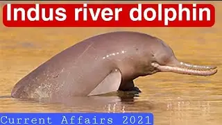 Indus River dolphin | Platanista gangetica minor