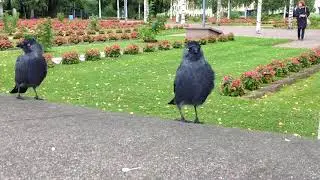 Финские вороны.  Лаппеенранта. Finnish crows. Lappeenranta