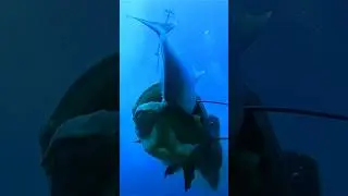 Goliath Groupers are Crazy!