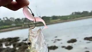 Petit bar au spindle dans les abers 🐍coloris pink back glow 🐍 megabass