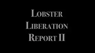 Lobster Liberation Report 2