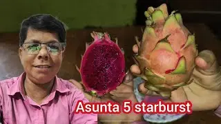 dragon Fruit taste review.. Asunta 5 starburst dragon fruit test