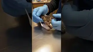 Tiny injured kitten cries in pain &mdash; both paws broken but still fighting 💔🐾&rdquo;