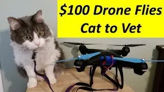 Flying Kitty to the Vet with $100 Drone