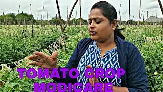 Modicare agriculture products in tomato 🍅 crop || farmer opinion