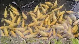 Fish pond @NDN Hotel 