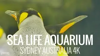 Sea Life Aquarium Sydney Tour Australia in 4K