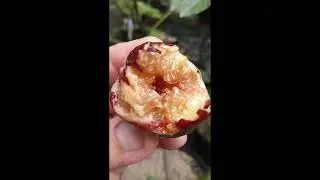 Exquisito Fig Review