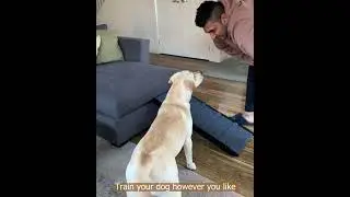 PaWz Adjustable Dog Ramp